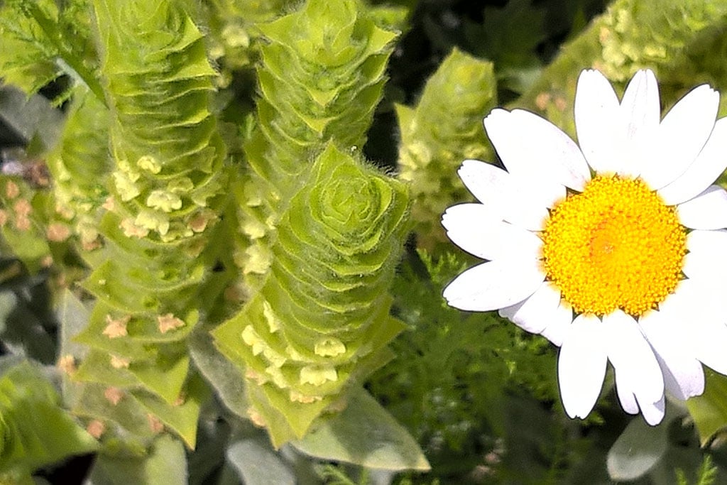 Bergtee-imFeld-mediterraneansoil.com