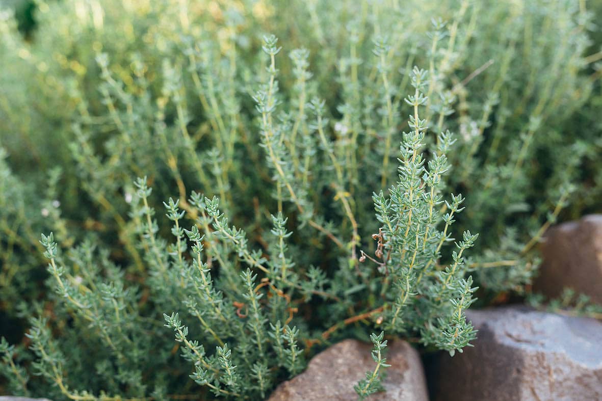 Thymian für Tee und Küche von mediterraneansoil